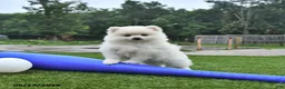 Pomeranian dogs for sale: Landon - Ad 1