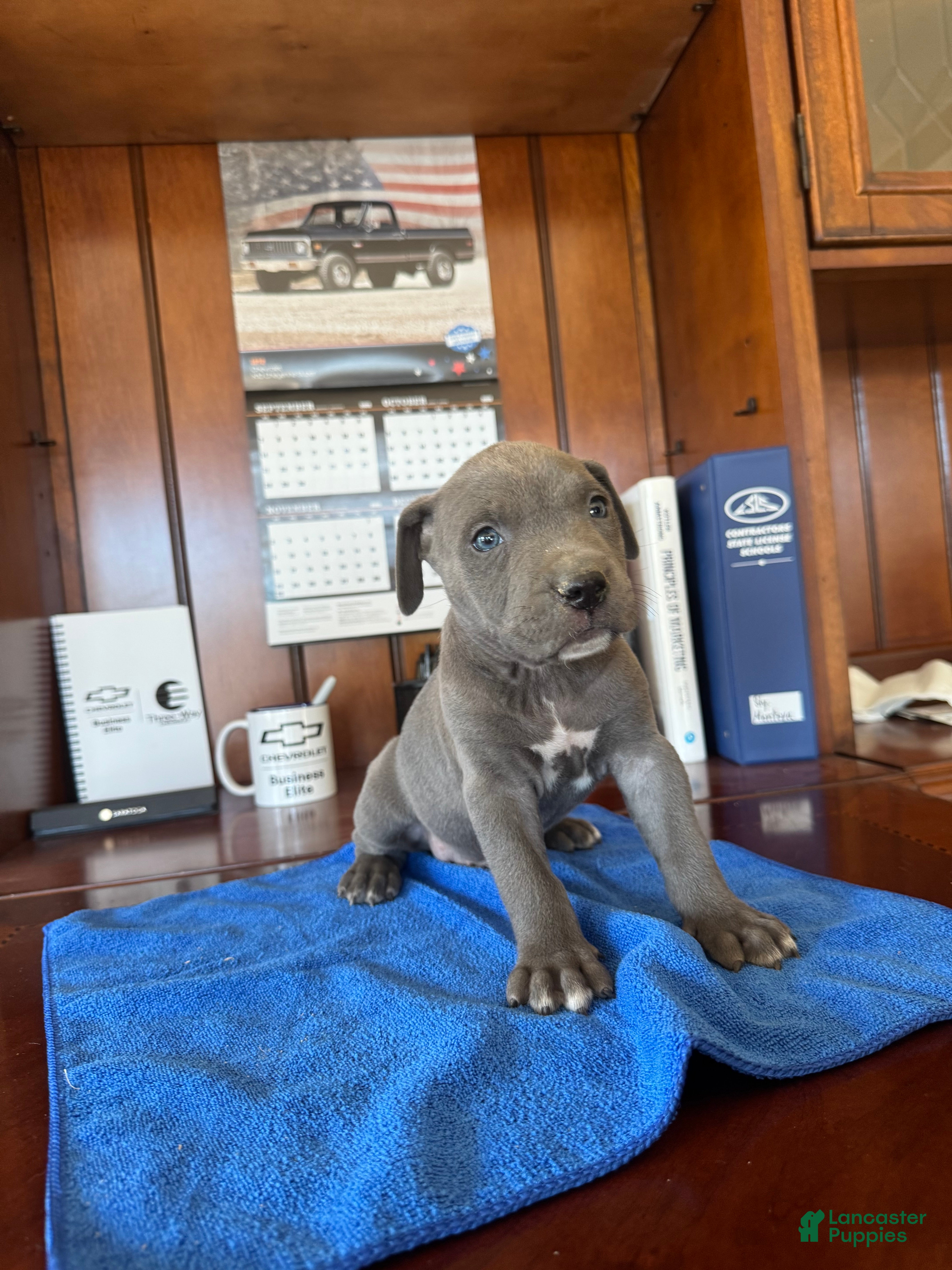 Mixed Breed dogs Mixed Breed 3 - Ad 2