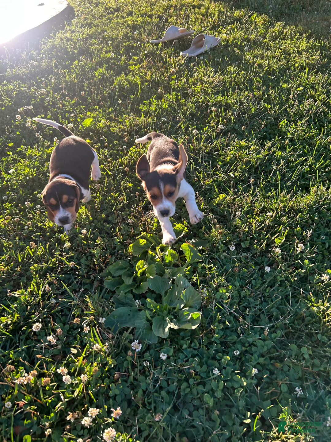 Beagle dogs for sale: Shenandoah - Ad 2