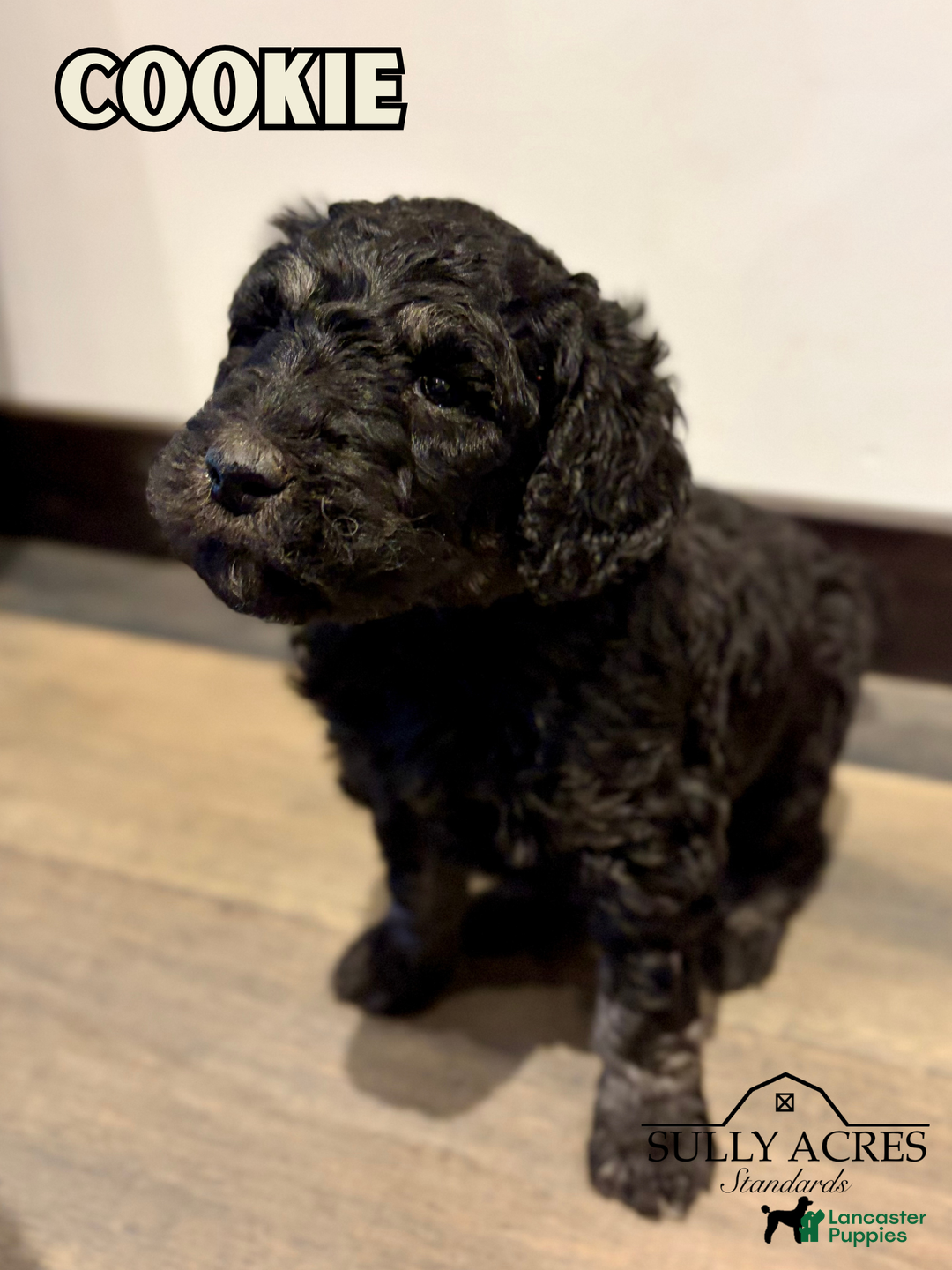 Standard Poodle dogs for sale: Cookie - Ad 1