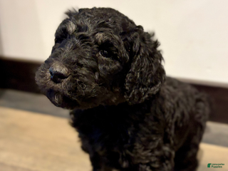 Standard Poodle dogs Cookie - Ad 34