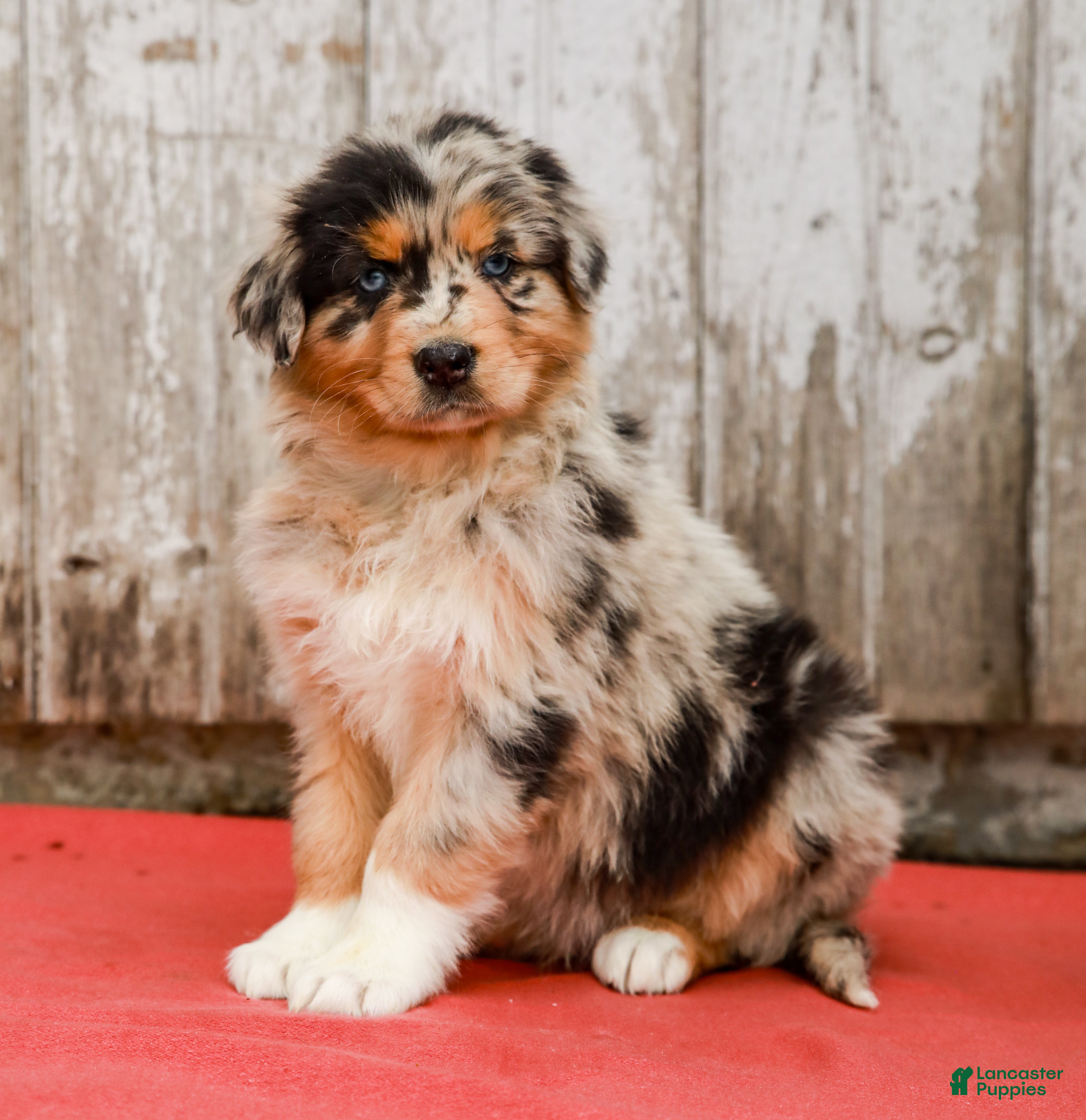 Australian Shepherd dogs Jackie - Ad 1