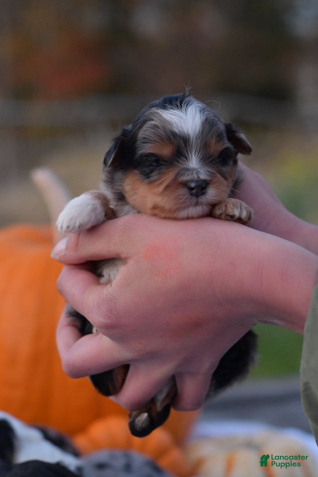 Mini Aussiedoodle dogs for sale: Jackson - Ad 2