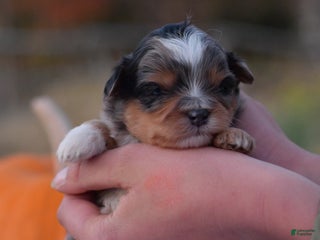 Mini Aussiedoodle dogs Jackson - Ad 21