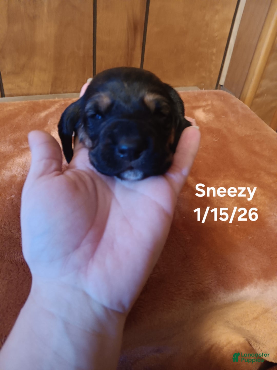 Basset Hound dogs for sale: Sneezy - Ad 3