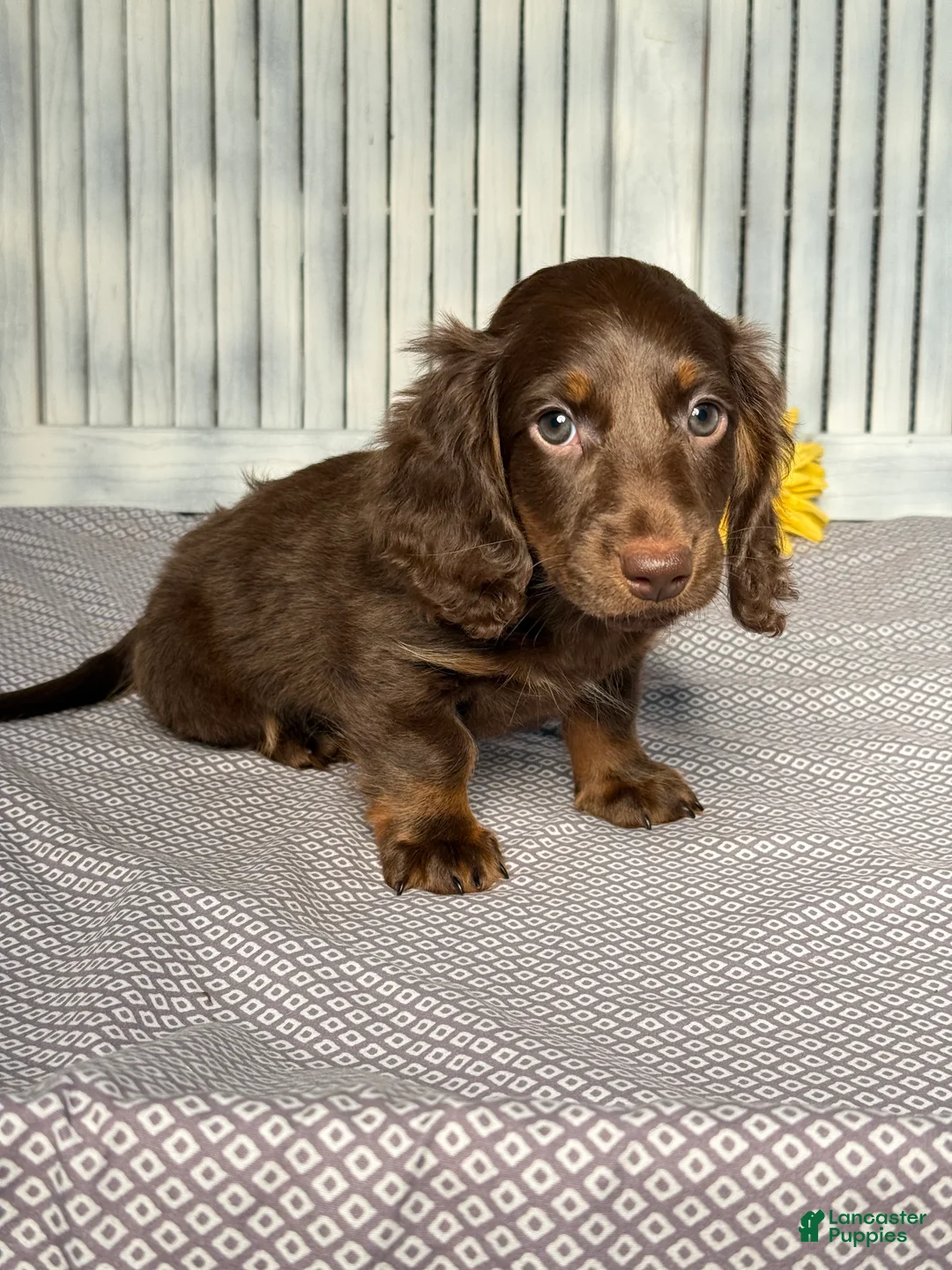 Miniature Dachshund dogs for sale: Lincoln - Ad 2