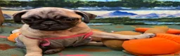 Pug dogs for sale: Luna - Ad 4
