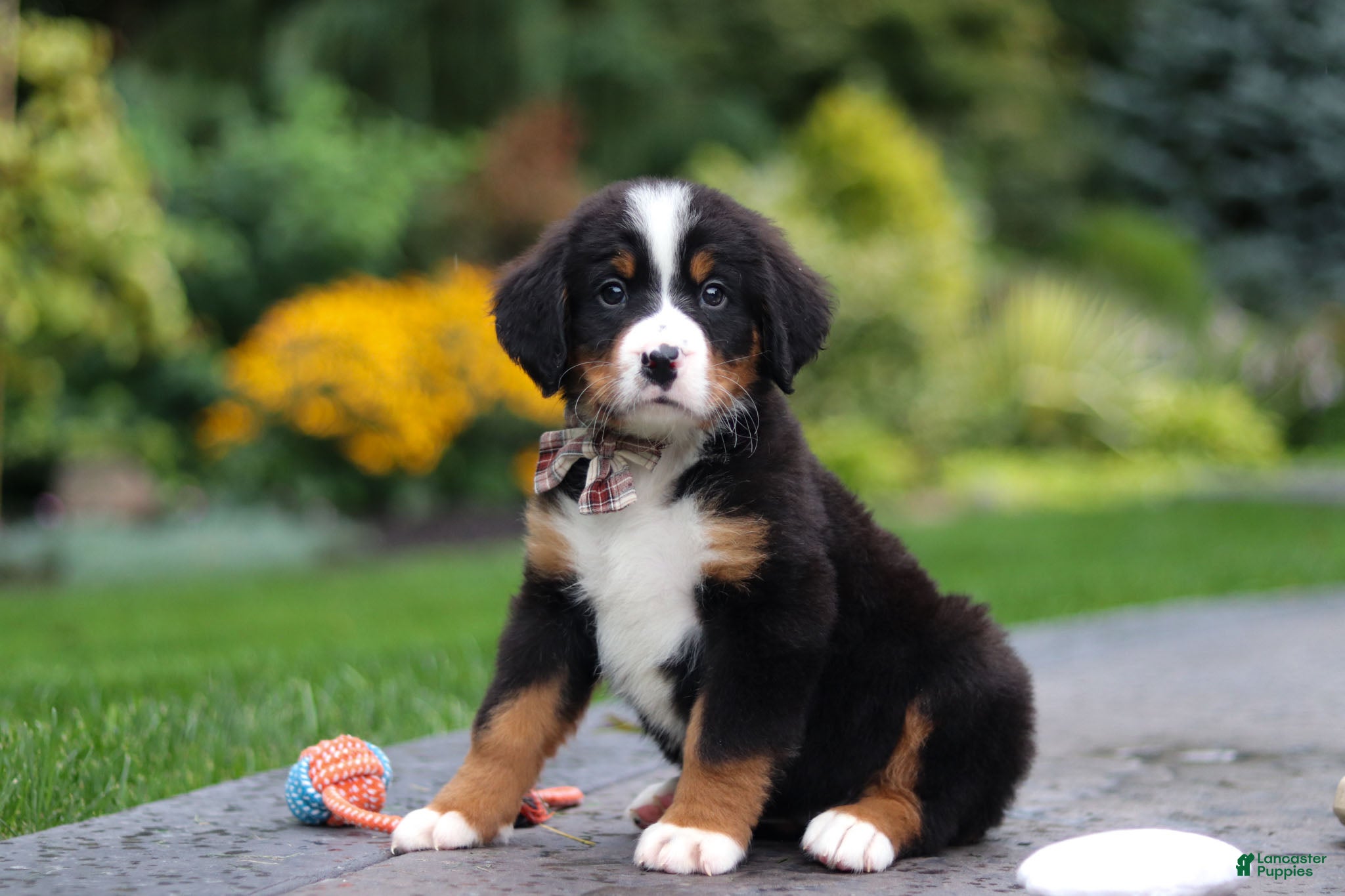 Bernese Mountain Dog dogs Bentley - Ad 1
