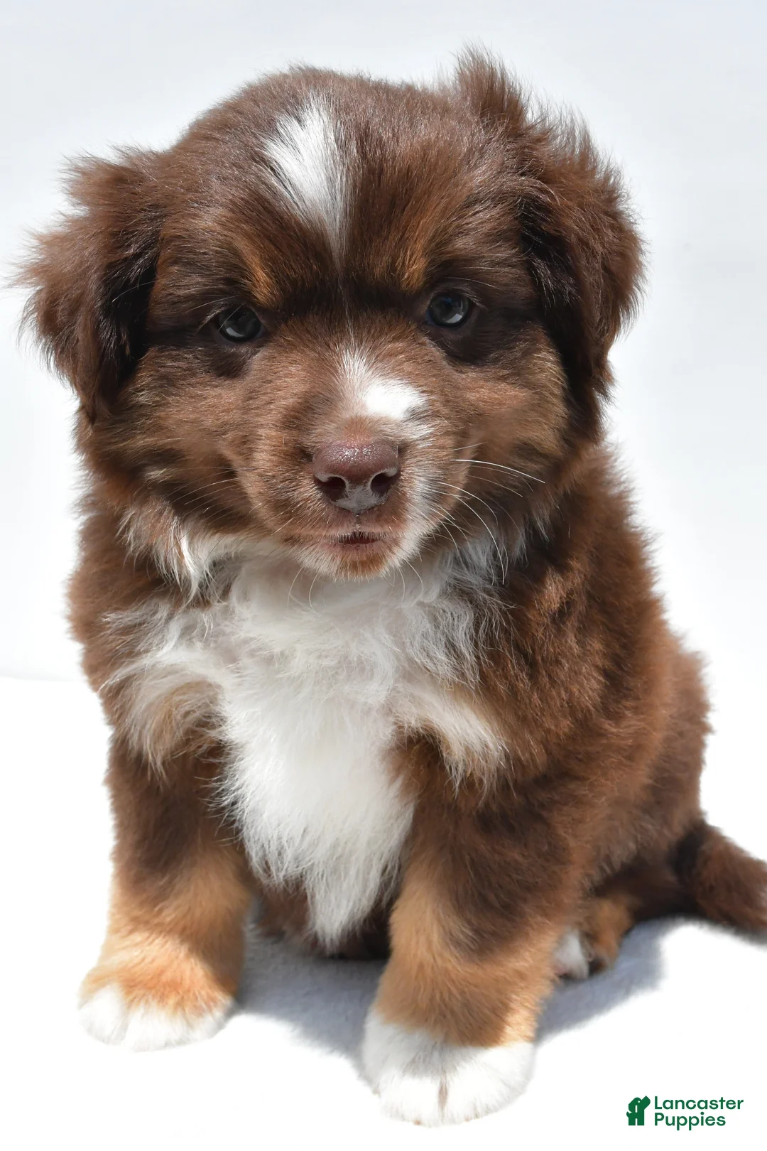 Miniature Australian Shepherd dogs for sale: Ross - Ad 2