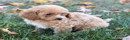 Bichpoo dogs for sale: Catelyn - Ad 7