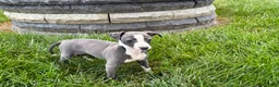 Italian Greyhound dogs for sale: Fiona - Ad 3