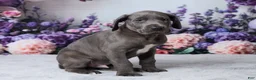 Great Dane dogs for sale: Luke - Ad 9