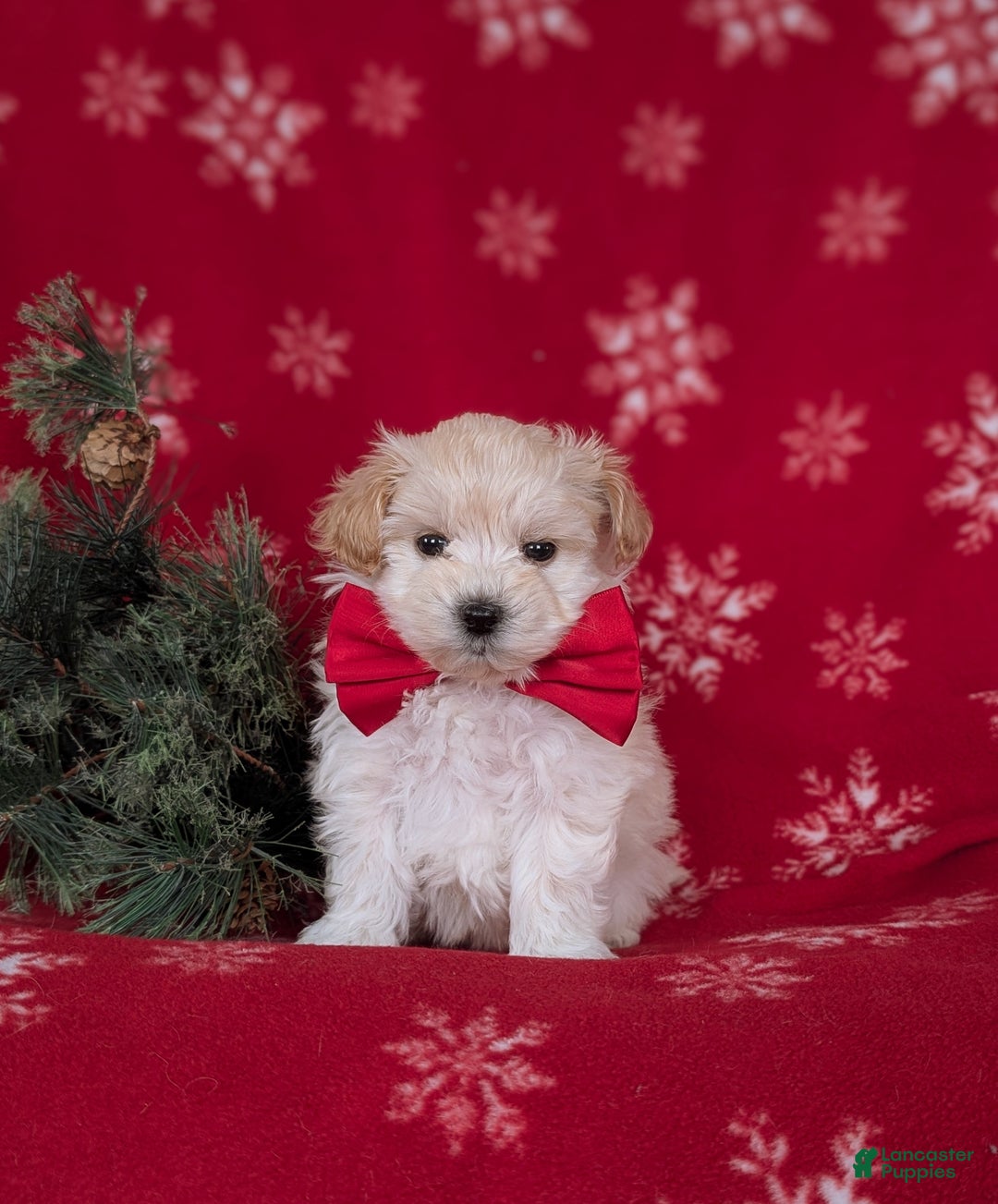 Maltipoo dogs for sale: Brock 7 lbs Full Grown - Ad 2