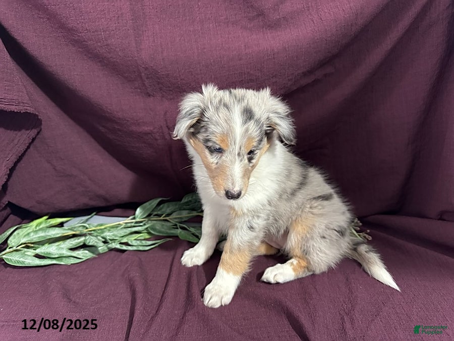Shetland Sheepdog dogs Mandy - Ad 3
