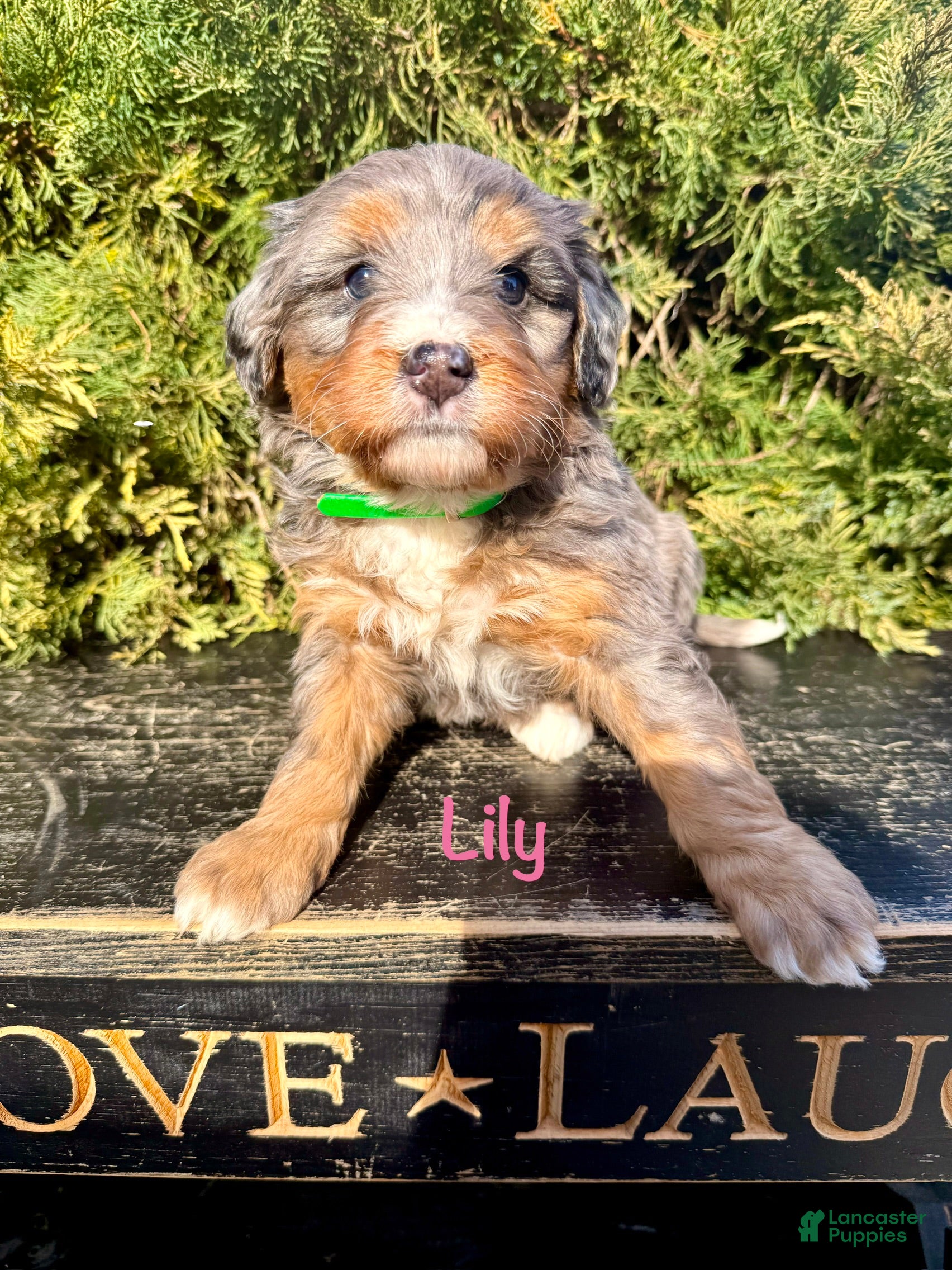 Bernedoodle dogs Lily - Ad 2