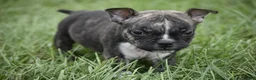 American Bully dogs for sale: American Bully 2 - Ad 2