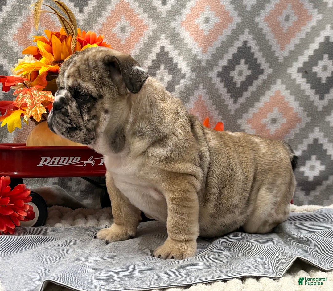 English Bulldog dogs for sale: Banjo - Ad 4