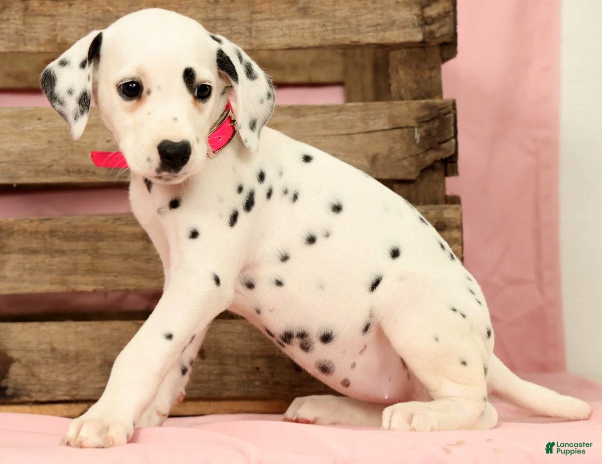 Dalmatian dogs Tulip - Ad 2