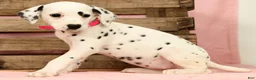 Dalmatian dogs for sale: Tulip - Ad 3