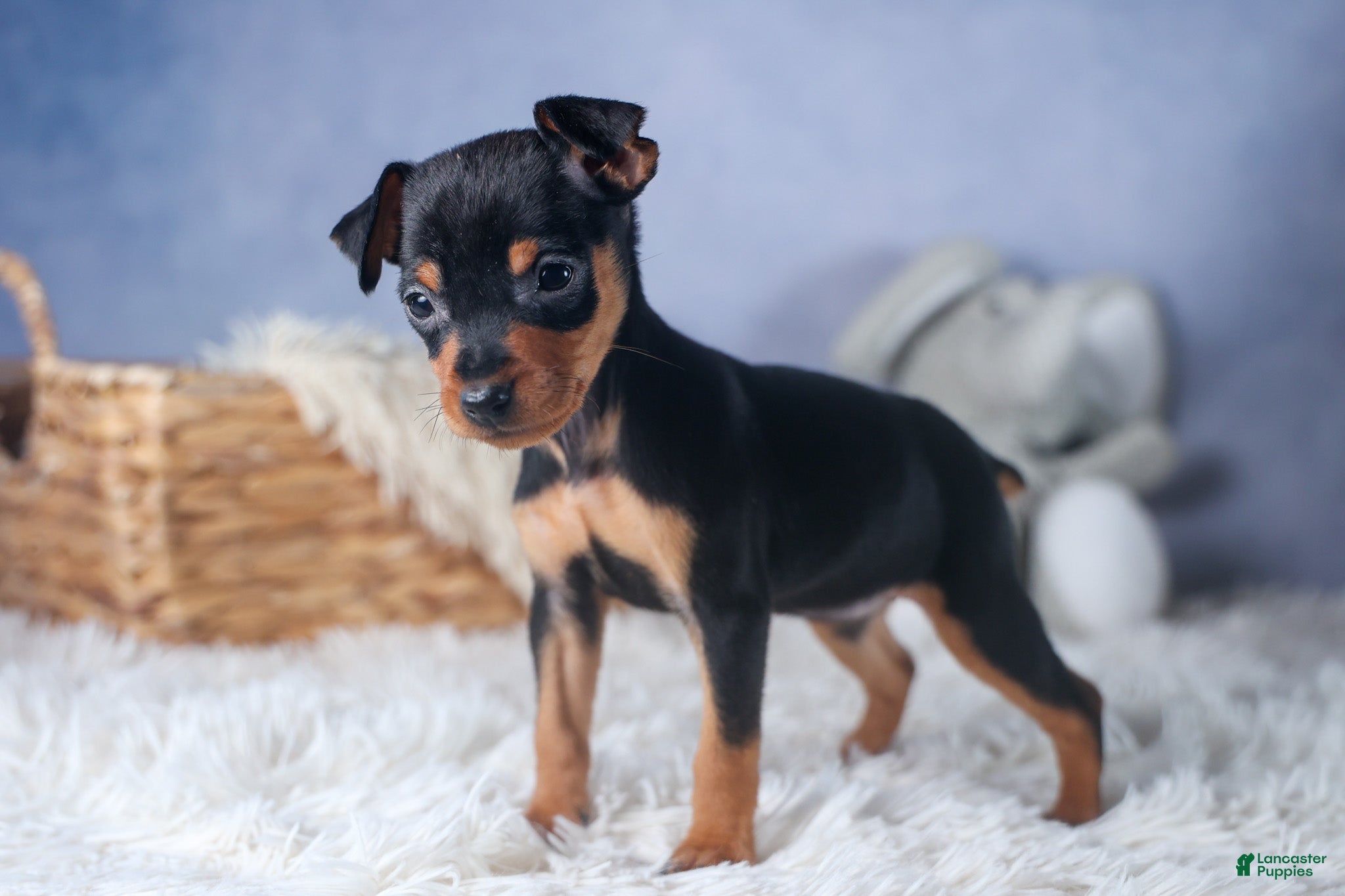 Miniature Pinscher dogs ANGEL - Ad 1