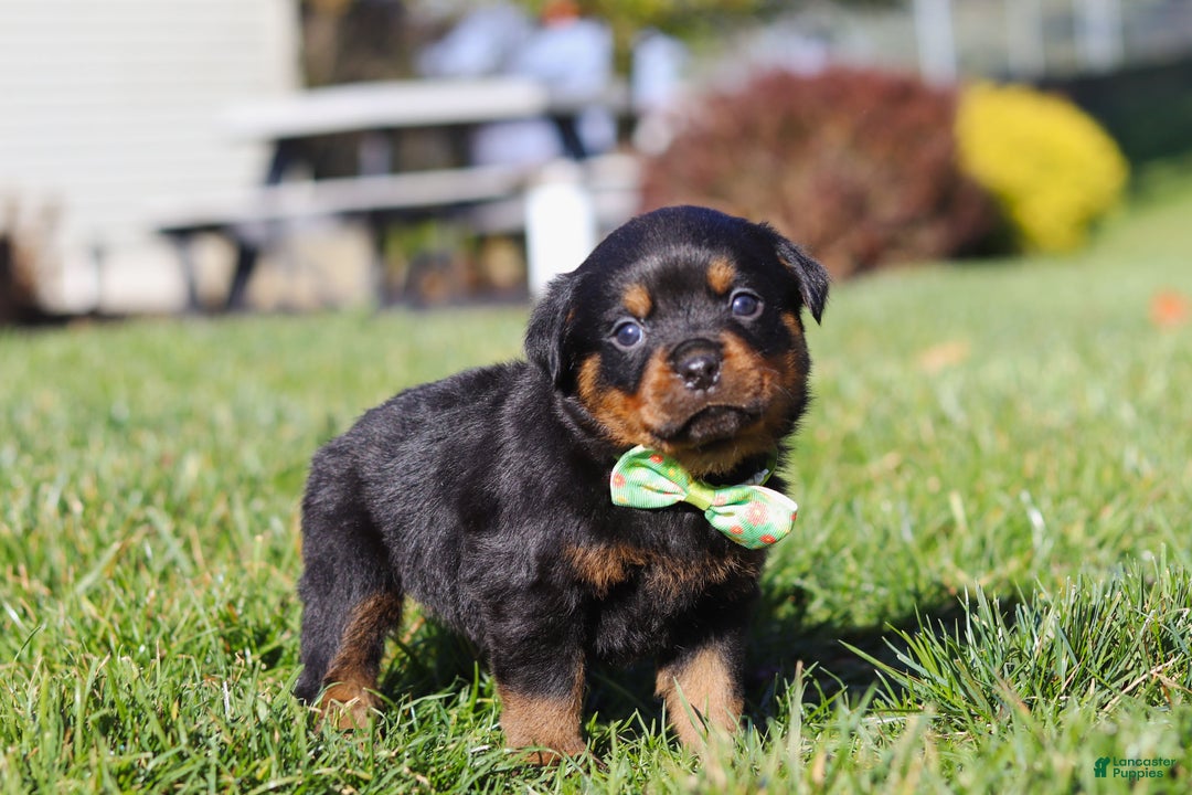 Rottweiler dogs for sale: Maverick - Ad 2