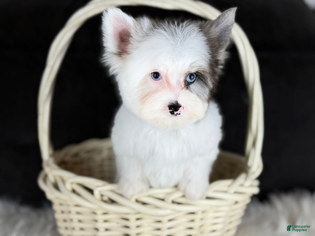 Yorkshire Terrier dogs for sale: Spot 2 blue eyes - Ad 2