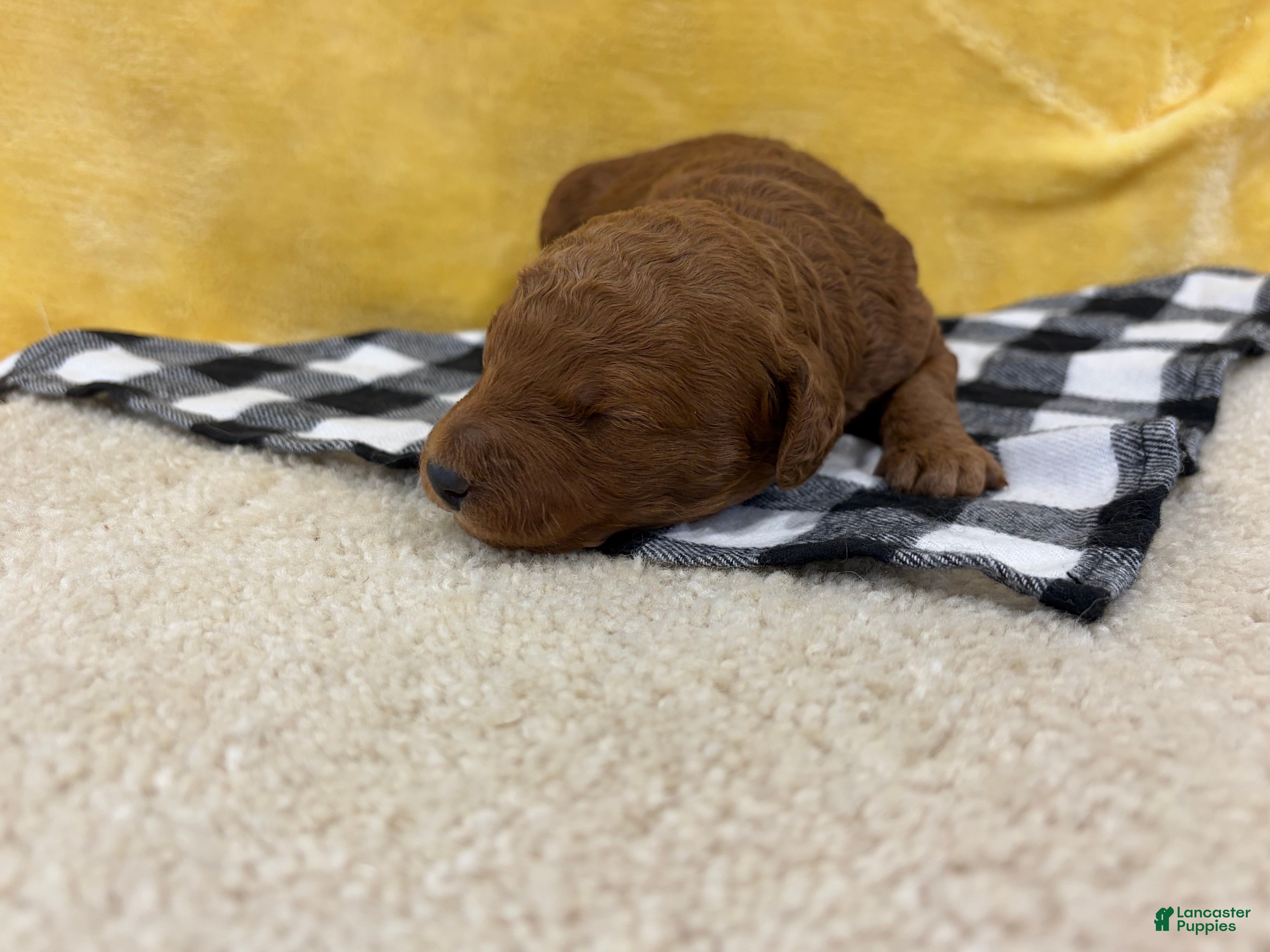 Mini Goldendoodle dogs Jade - Ad 2