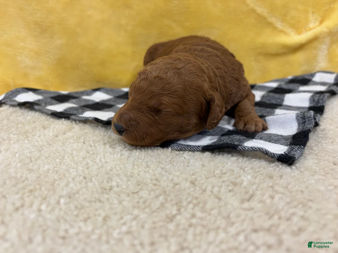 Mini Goldendoodle dogs for sale: Jade - Ad 2