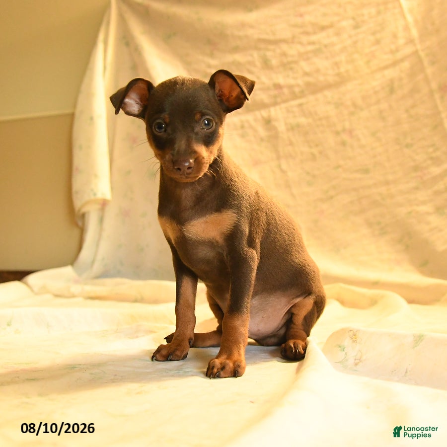 Miniature Pinscher dogs Ralph - Ad 2