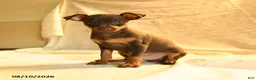Miniature Pinscher dogs for sale: Ralph - Ad 2