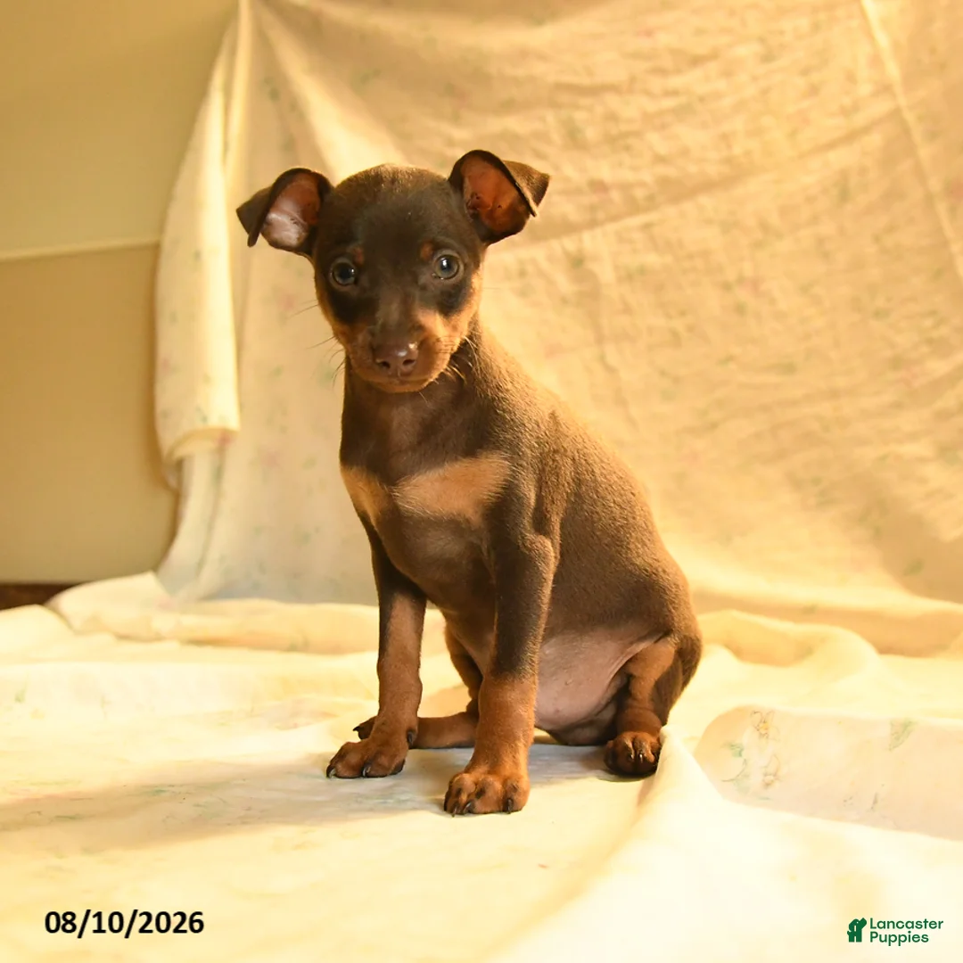 Miniature Pinscher dogs for sale: Ralph - Ad 2
