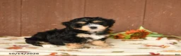 Mini Bernedoodle dogs for sale: Kelly - Ad 4