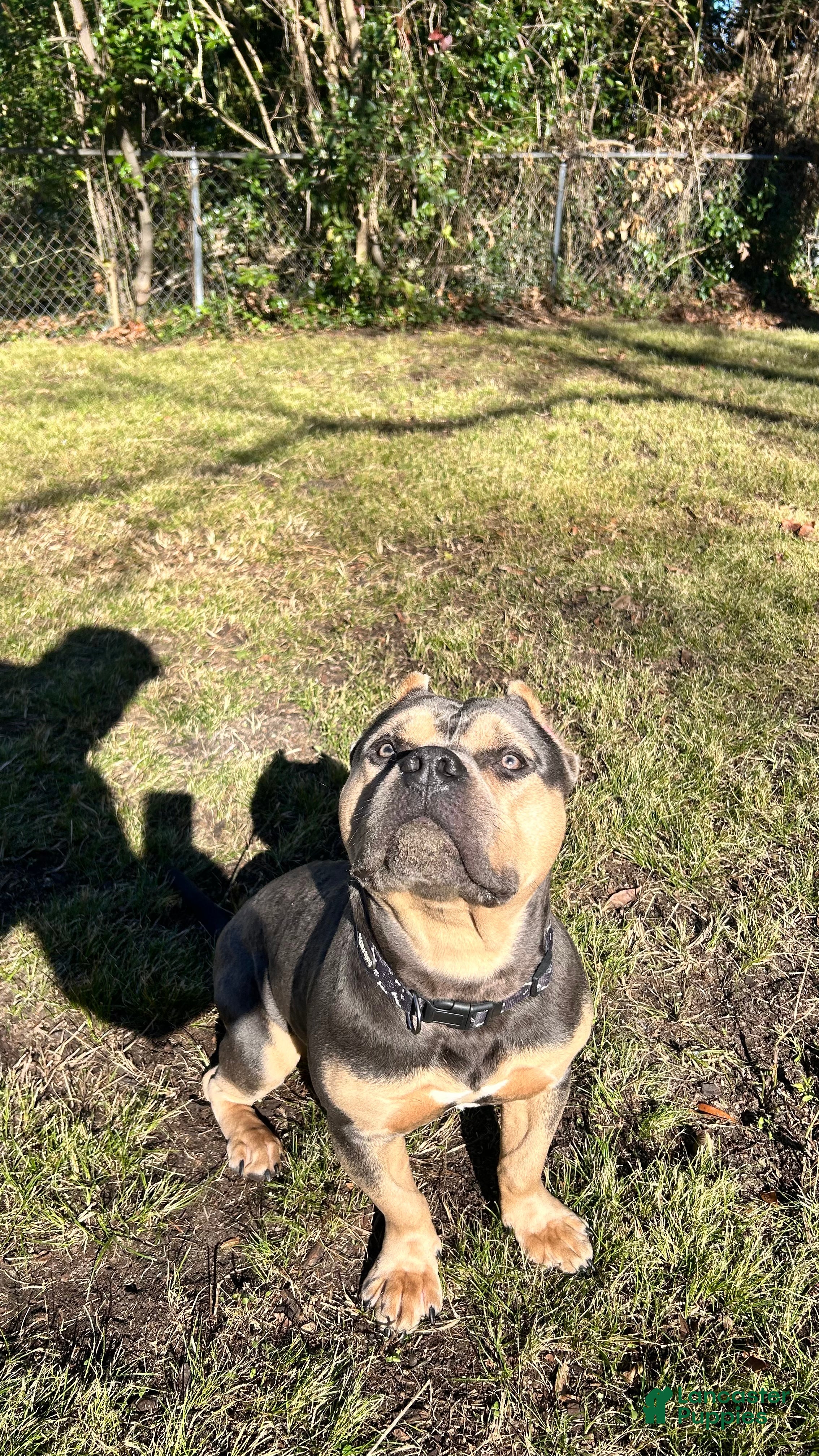 American Bully dogs Deebo - Ad 9