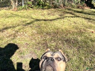 American Bully dogs Deebo - Ad 9