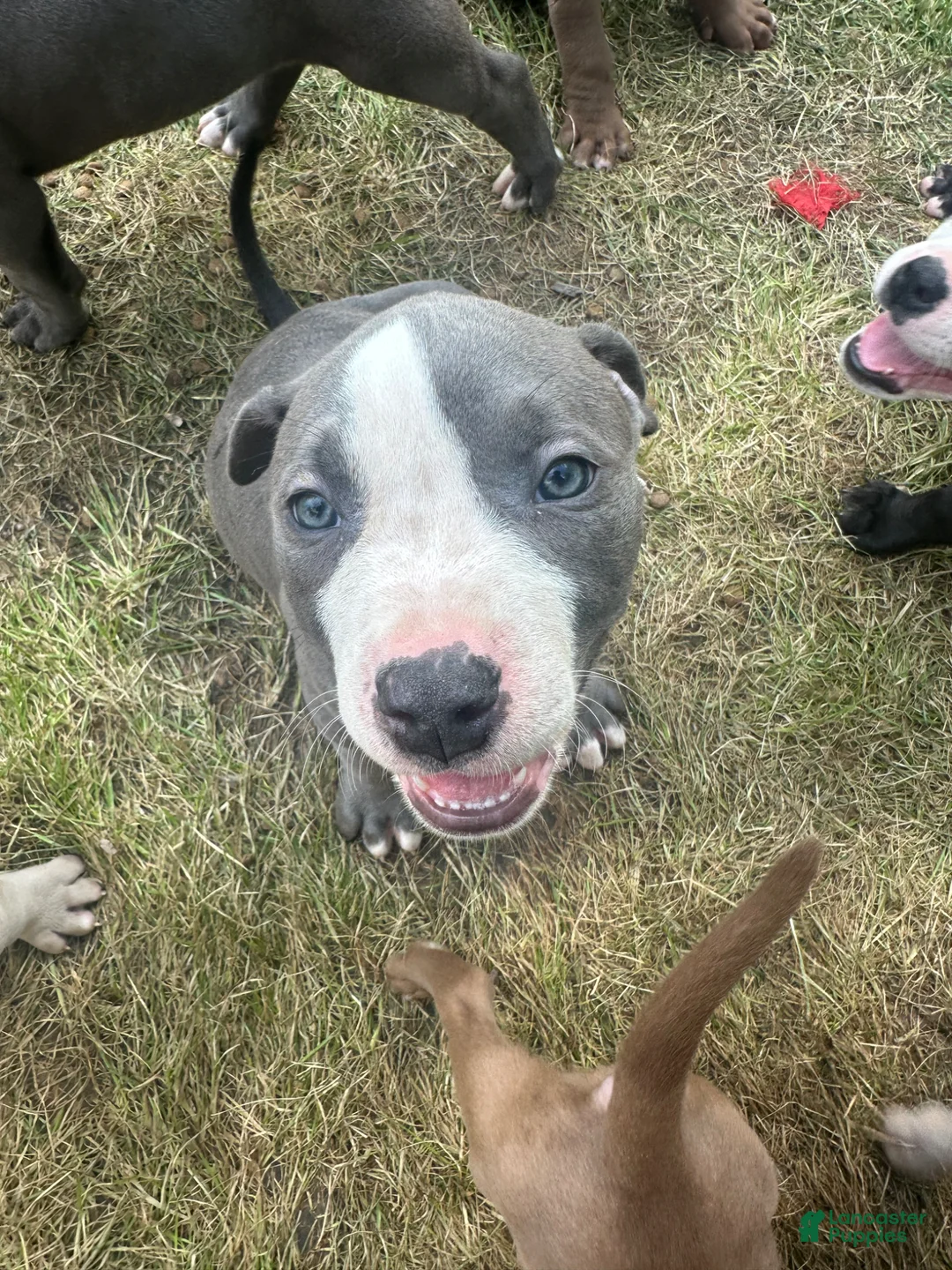 American Pit Bull Terrier dogs for sale: American Pit Bull Terrier Puppy 5 - Ad 1