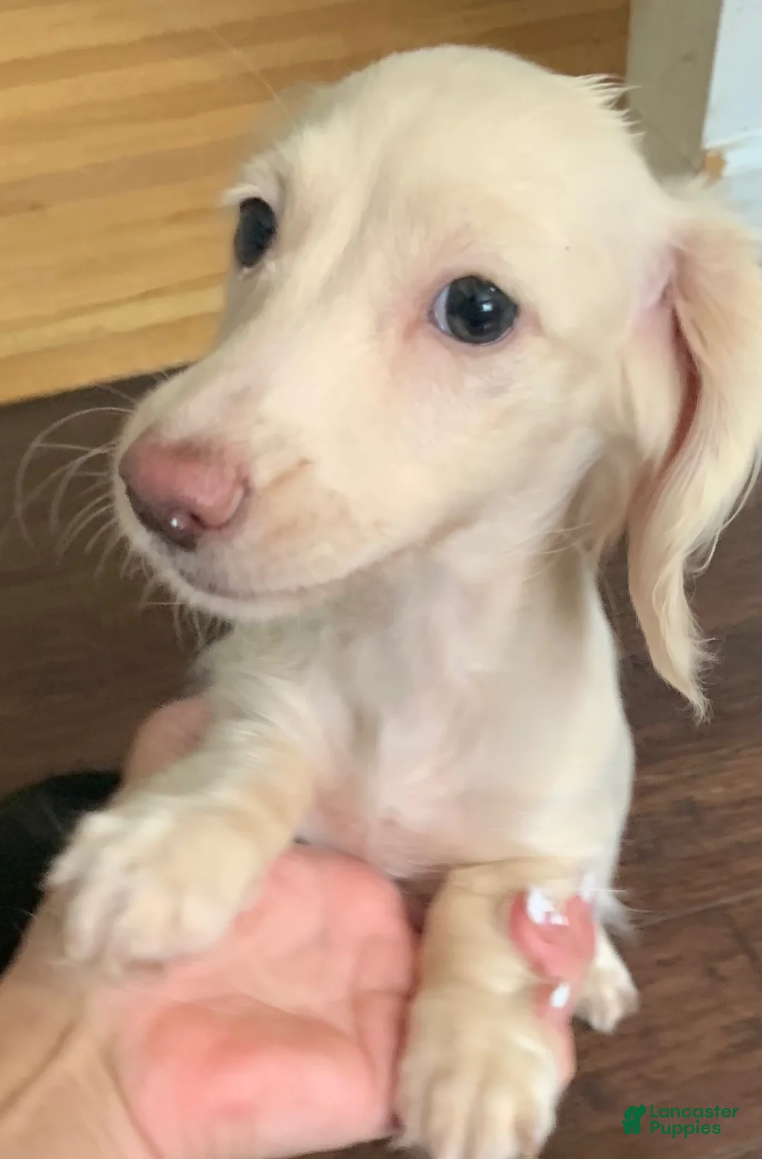 Miniature Dachshund dogs for sale: Miniature Dachshund 1 - Ad 4