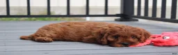 Cavapoo dogs for sale: Max - Ad 5