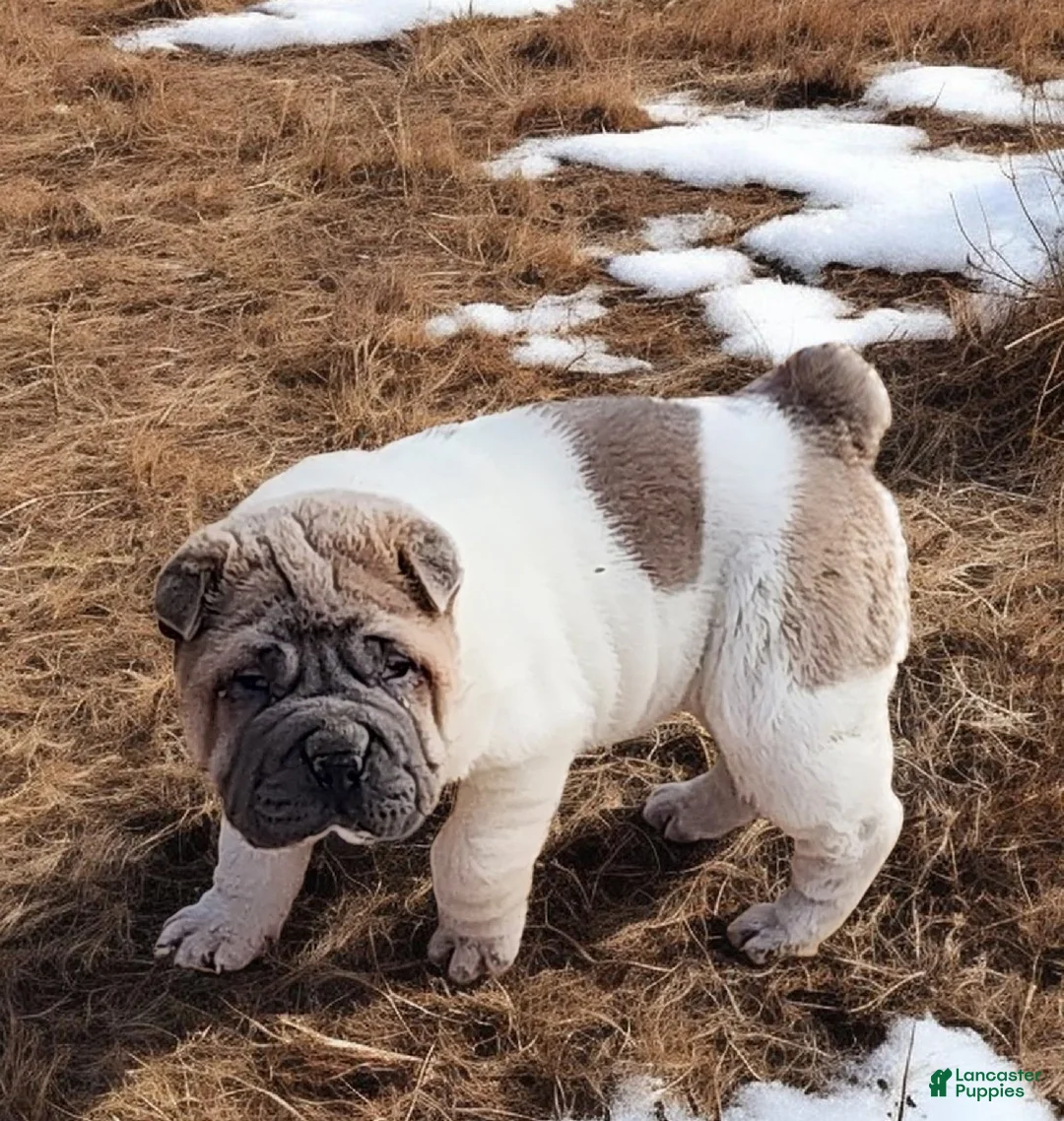 Shar Pei dogs for sale: Isabella mini flower  - Ad 4