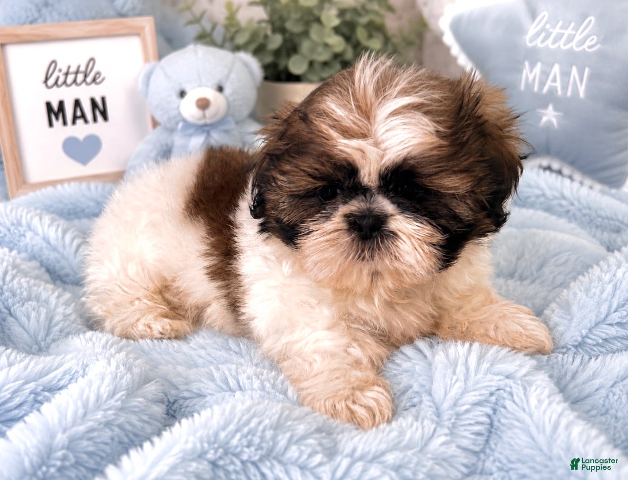 Shih Tzu dogs for sale: James - Ad 1