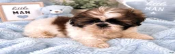 Shih Tzu dogs for sale: James - Ad 1