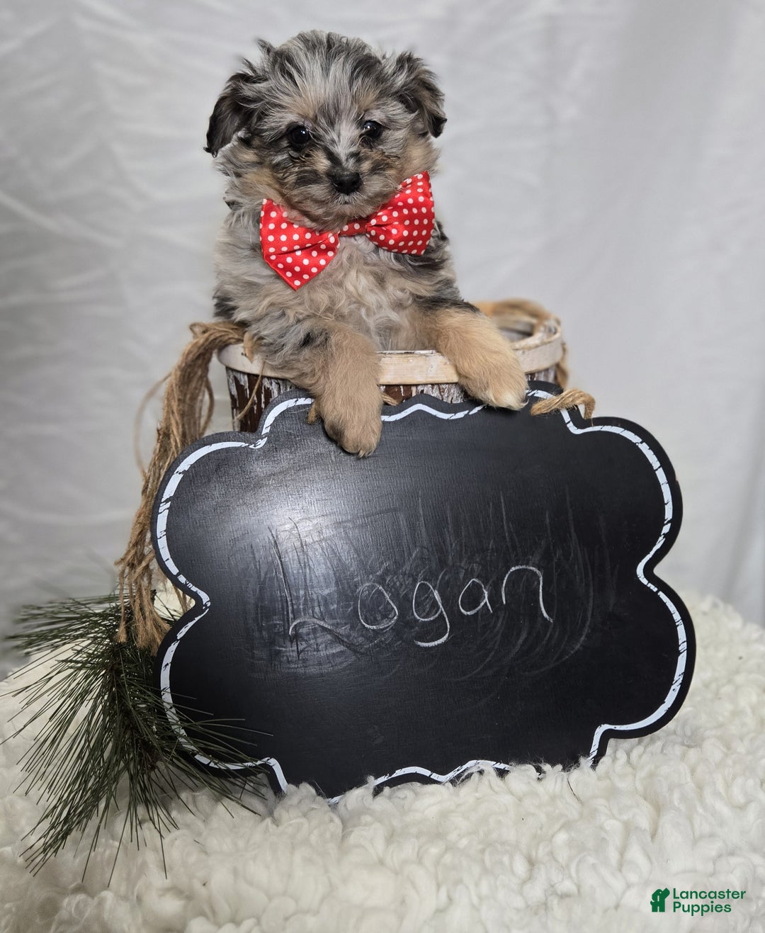 Pomapoo dogs for sale: Logan - Ad 2
