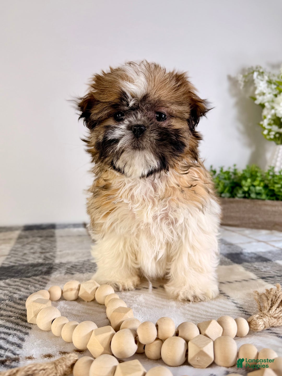 Shih Tzu dogs for sale: AKC Sassy - Ad 5