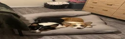Welsh Corgi Pembroke dogs for sale: Welsh Corgi Pembroke Puppy 1 - Ad 24