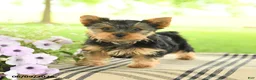Yorkshire Terrier dogs for sale: Chocolate - Ad 3