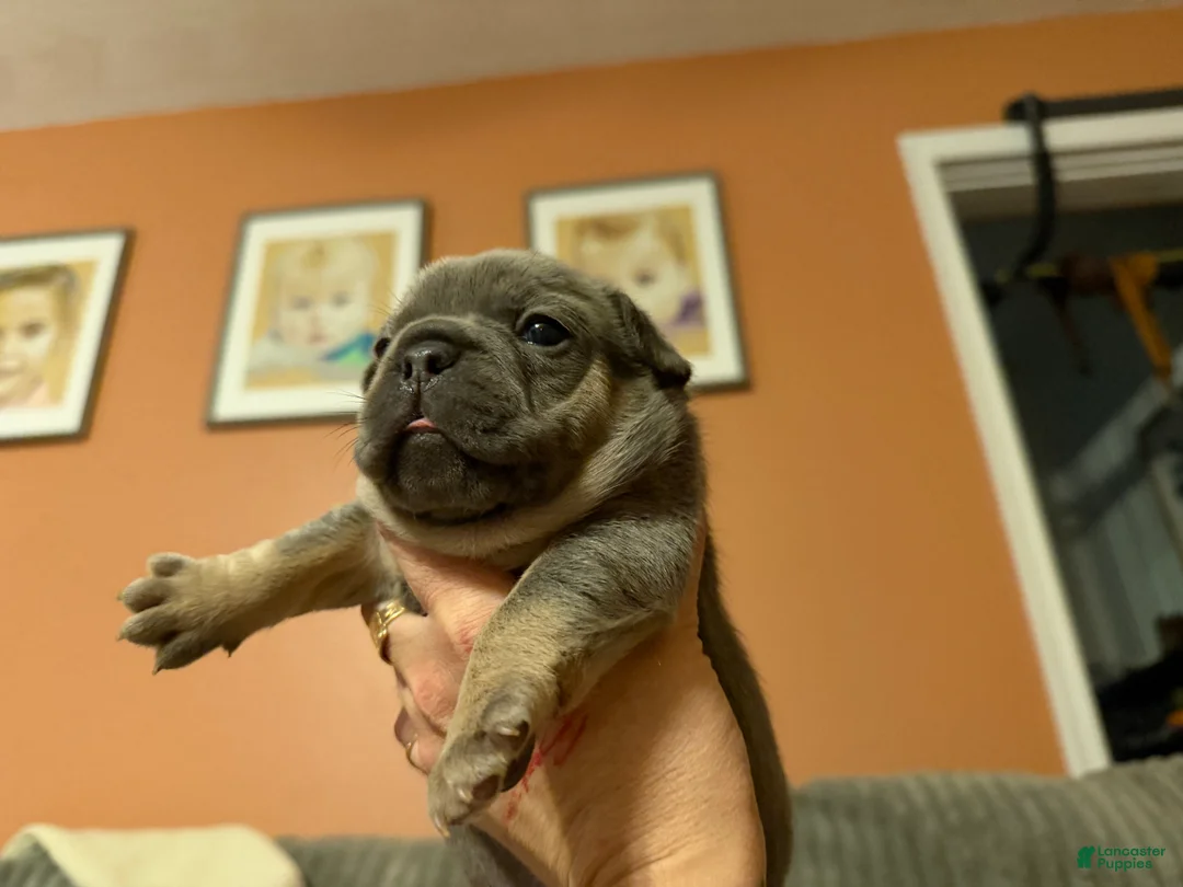 French Bulldog dogs for sale: French Bulldog Puppy 1 - Ad 1