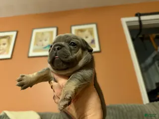 French Bulldog dogs French Bulldog Puppy 1 - Ad 2