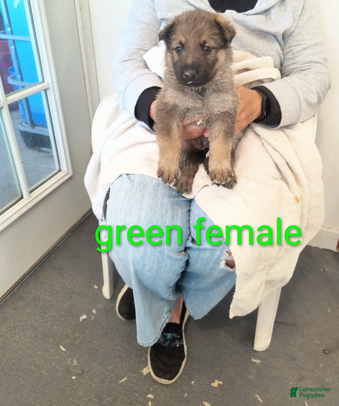 German Shepherd dogs for sale: Green collar female  - Ad 1