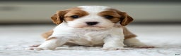Cavalier King Charles Spaniel dogs for sale: Willow the Cavalier King Charles Spaniel - Ad 2