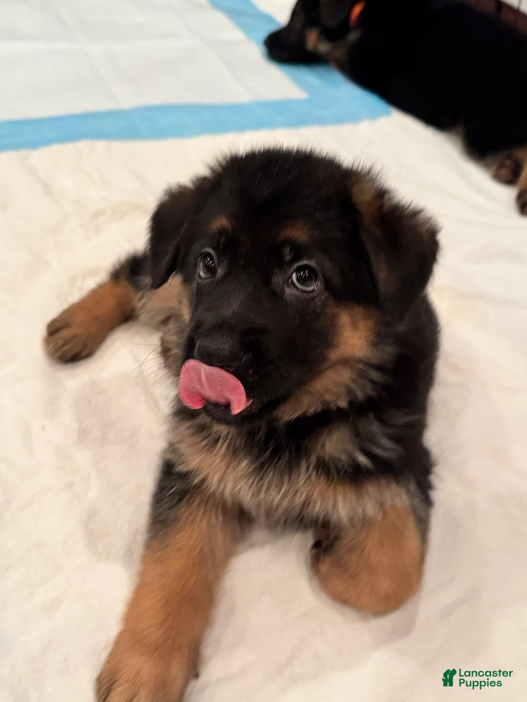 German Shepherd dogs for sale: German Shepherd Puppy 1 - Ad 8