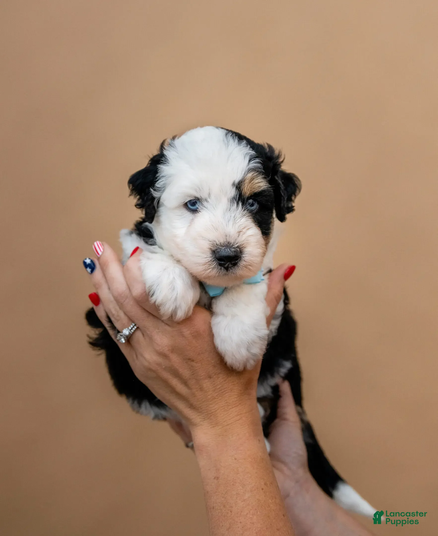 Aussiedoodle dogs for sale: Fuse - Ad 2